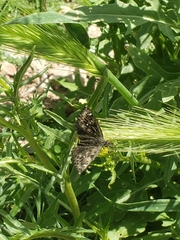 Hesperopsis alpheus