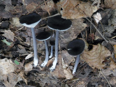 Entoloma corvinum