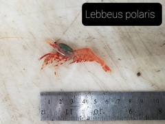 Lebbeus polaris