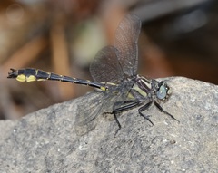 Hylogomphus apomyius