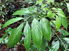 Sambucus australasica