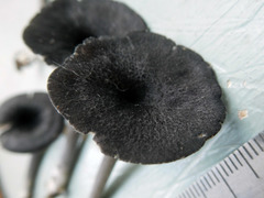 Entoloma corvinum