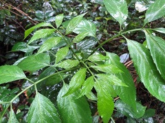 Sambucus australasica