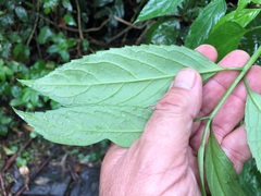 Sambucus australasica