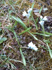 Puschkinia scilloides