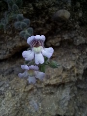 Chaenorhinum origanifolium
