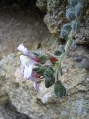 Chaenorhinum origanifolium