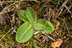 Hypochaeris maculata