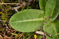 Hypochaeris maculata