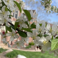 Malus