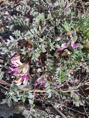 Astragalus castaneiformis