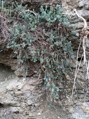 Chaenorhinum origanifolium
