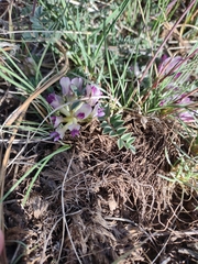 Astragalus castaneiformis