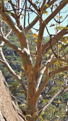 Sterculia quinqueloba