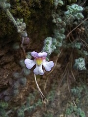 Chaenorhinum origanifolium