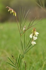 Lathyrus pannonicus