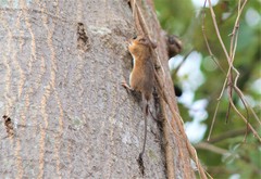 Peromyscus simulus