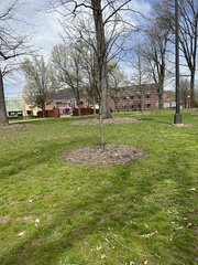 Quercus × comptoniae