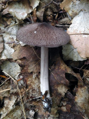 Entoloma violaceum