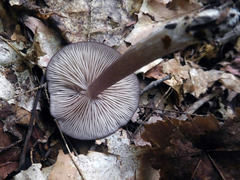 Entoloma violaceum