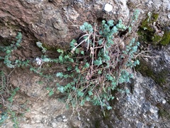 Chaenorhinum origanifolium