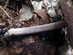 Entoloma violaceum