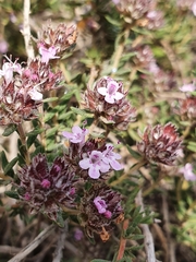 Thymus willdenowii