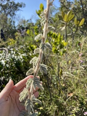 Mimosa lanuginosa