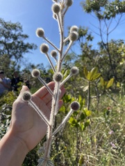 Mimosa lanuginosa