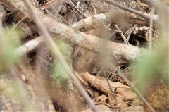 Peromyscus simulus