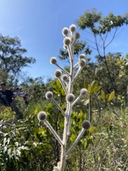 Mimosa lanuginosa