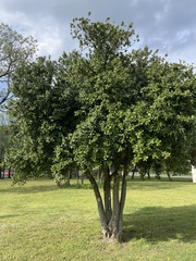 Ilex decidua