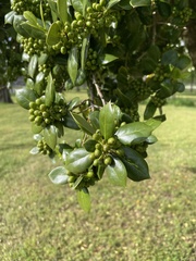 Ilex decidua