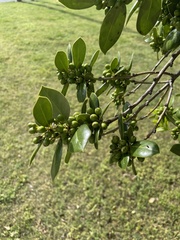 Ilex decidua