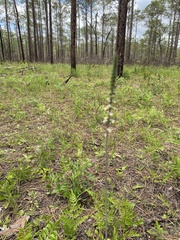 Schoenocaulon dubium