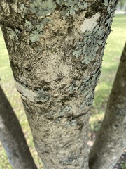 Ilex decidua