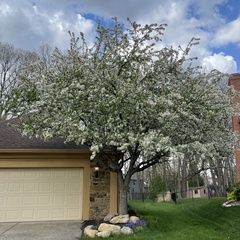 Malus