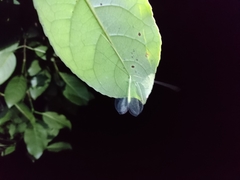 Apochrysa matsumurae