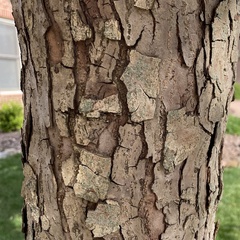 Malus