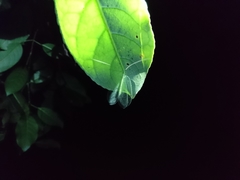 Apochrysa matsumurae