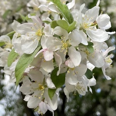 Malus