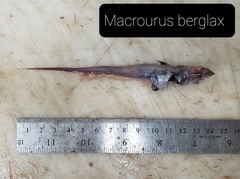 Macrourus berglax