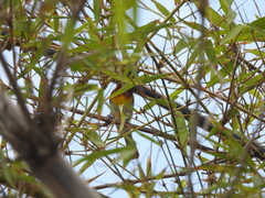 Spindalis zena benedicti