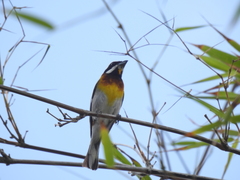 Spindalis zena benedicti