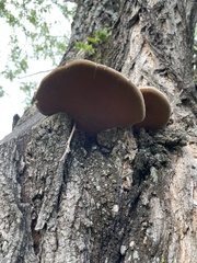 Polyporales
