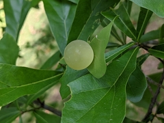 Amphibolips quercusracemaria