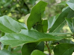 Amphibolips quercusracemaria