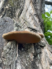 Polyporales