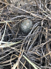 Mammillaria parkinsonii