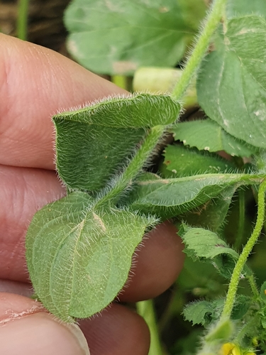 Convolvulus sabatius subsp. mauritanicus image